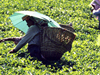 Darjeeling and Sikkim Highlights